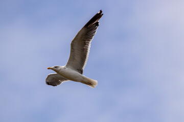 seagull in flight