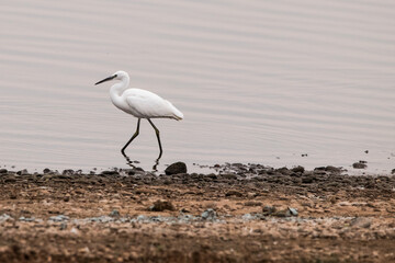 little egret