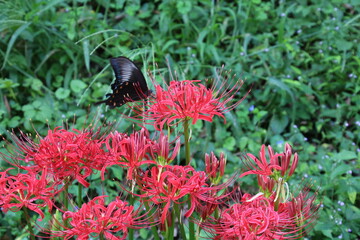 アゲハ蝶とヒガンバナ　赤と黒