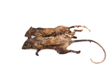 Grilled rat isolated on white background. traditional asian street thai food.