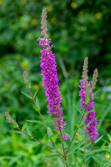 Fototapeta premium Salicaire commune, Lythrum salicaria