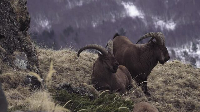 Spring and winter life of West Caucasian tur (Capra caucasica dinniki) at West vicinity of Elbrus at an altitude of 3000 meters (Alpine meadows)