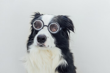 Funny portrait of puppy dog border collie in comical eyeglasses isolated on white background. Little dog gazing in glasses like student professor doctor. Back to school. Cool nerd style. Funny pets