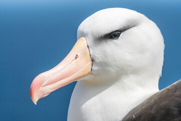Un portrait d'albatros à sourcils noirs au sol sur une île des Falkland.