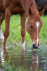 The horse drinks water from a puddle in the pasture