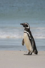 Un manchot de Magellan sur une plage des îles Falkland.