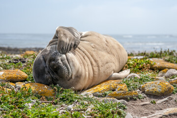 Un jeune éléphant de mer somnolent sur une plage des îles Falkland.