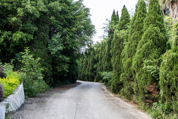 The passageways in the park are planted with greenery