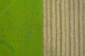 Aerial drone view shoot of abstract geometric shapes of green farm lawn with straw bales and maize or corn plowed field. Agricultural parcels in autumn or summer. Harvesting arable land, crop season