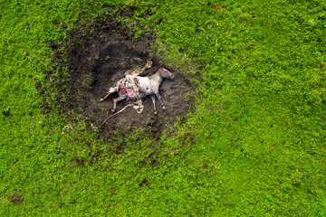 Drone photo of dead white horse killed and eaten by hawk predator birds. Cruel nature. Sad scene of...