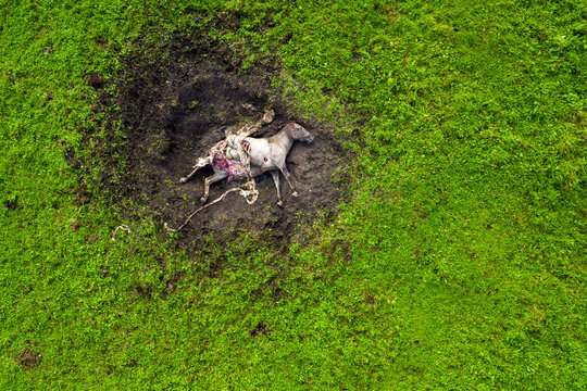 Drone photo of dead white horse killed and eaten by hawk predator birds. Cruel nature. Sad scene of torn body of endangered wild mustang with flesh, intestines, stomach, brain lying outside. Ecology