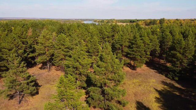 beautiful aerial panoramic landscape, view over autumn coniferous forest and volga river, nature landscape, samara region, Russia