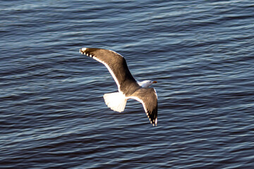 seagull in flight