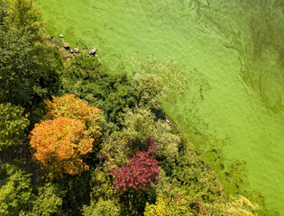 Yellow and red autumn trees on the river bank. Algae bloom in the river. Sunny autumn day. Aerial drone top view.