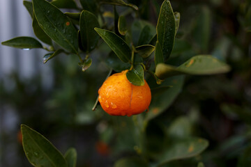 raindrops on a fresh and ripe mandarin on a mandarin tree during winter