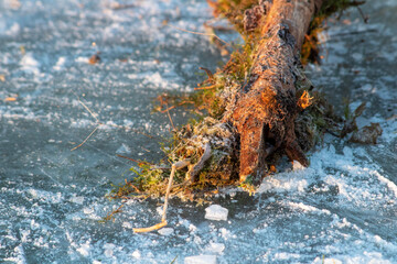 moss on the rock