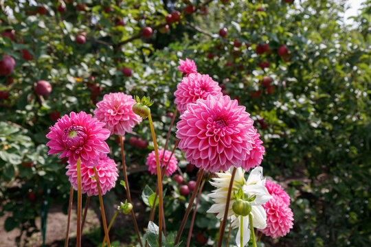 Deep pink dahlias of the 'Sandra' variety (ball type) in the garden