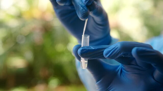 Close up shot of hands, in blue protective gloves, mixing swab and buffer solution in the test tube.