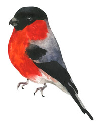 Isolated bullfinch. Traced vector watercolor. Hand drawn illustration on white background. Water colour drawing.