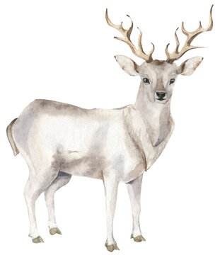 Isolated White polar deer. Traced vector watercolor. Hand drawn illustration on white background. Water colour drawing.