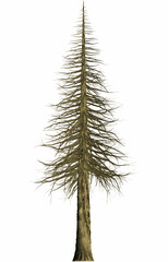セコイアの木 1