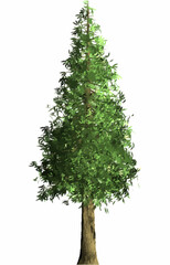セコイアの木 3