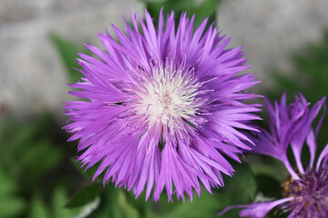 thistle flower