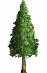 セコイアの木 4