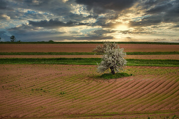 Old apple tree flowering in a field of potatoes in rural Prince Edward Island, Canada. - 459084736