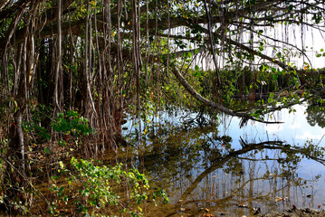 Africa, Mascarene Islands, Mauritius, Southeastern coast of Mauritius, Grand Port District, suburbs of Mahébourg, Banyan tree  , Indian Banyan, Bengal fig, Indian fig, Ficus benghalensis