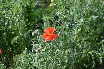 red poppy flower