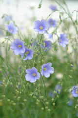 Blue flax flowers (Linum usitatissimum) in the meadow. Selective, soft focus