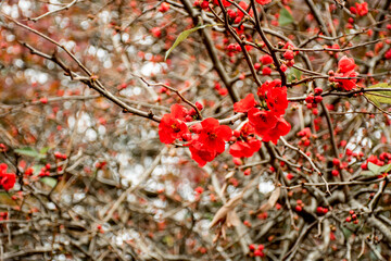 Chaenomeles japonica quince blooming. Beautiful red flowers on a tree.