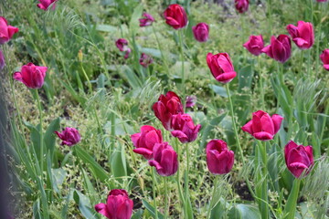 field of pink tulips