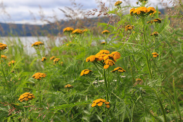 Yellow-orange flowers of tansy 'boreale' (scientific name: Tanacetum vulgare ssp. boreale, Chrysanthemum asiaticum) growing on the coast of Nagaev Bay, Magadan, selective focus