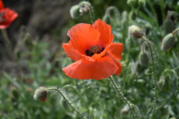 red poppy flower