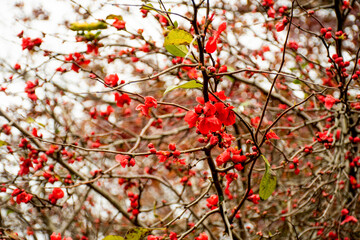 Chaenomeles japonica quince blooming. Beautiful red flowers on a tree.