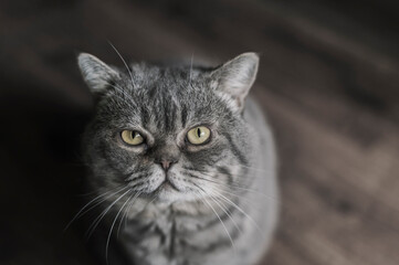 Gray British shorthair cat with yellow eyes indoors.