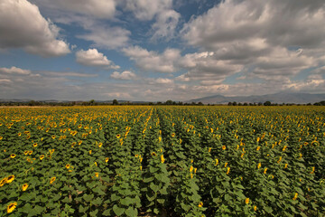 A cloudy sky and a natural field of sunflowers in the background