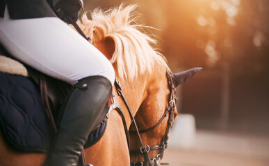 A rider sits on a beautiful sorrel horse with a light mane in the saddle, holding it by the bridle...
