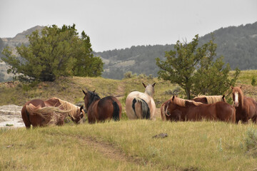 Fototapeta na wymiar Wild Horse Herd Grazing in the Hills of North Dakota
