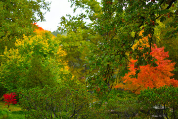 autumn park after the rain