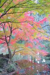 Obraz na płótnie Canvas Landscape of colorful Japanese Autumn Maple leaves