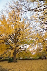 Wide angle landscape of colorful Japanese Autumn Ginkgo tree