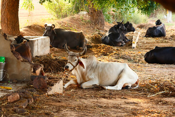 Indian cow cattle and buffalo baby in farm,cattle Shed Rural India,indian countryside With baby cow and buffalo, farming and dairy products concept, - obrazy, fototapety, plakaty