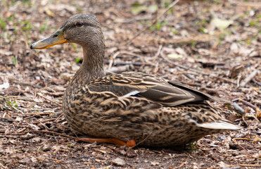female mallard (anas platyrhynchos) in the wood of Koenigsheide, Berlin-Johannisthal, Germany