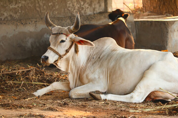 cattle Shed Rural India, resting cow Calf in Farm,dairy products and agriculture industry