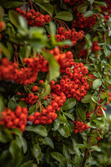 red berries on a branch