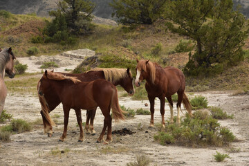 Group of Wild Horses Standing Together in a Canyon