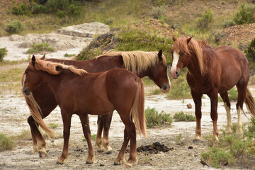 Obraz premium Wild Horse Family Gathered Together in a Canyon